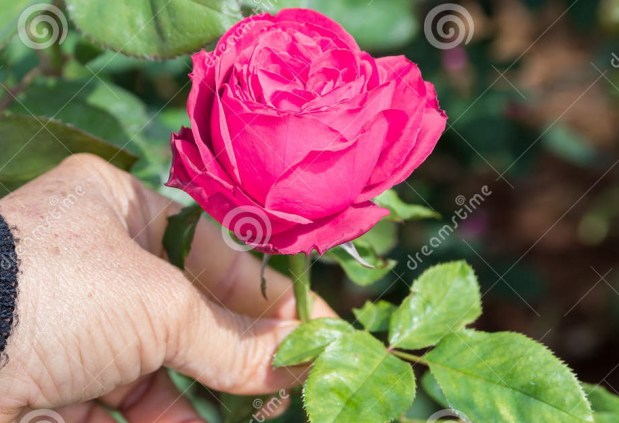 Bo-Beshallach, 5752: Gathering Tzaddikim For a Greater&nbsp;Elevation